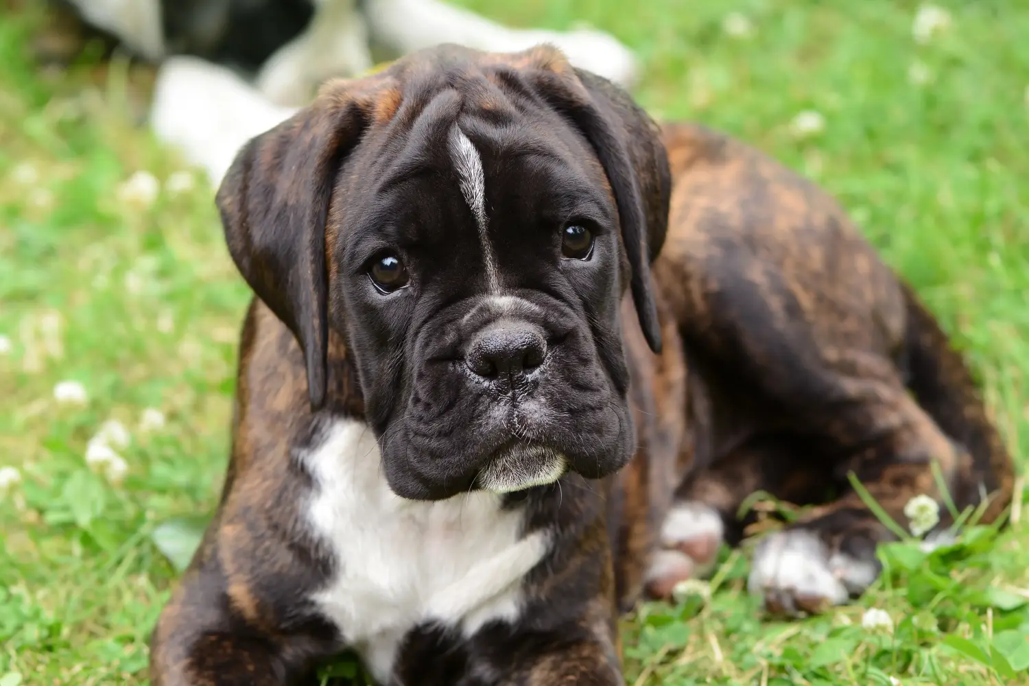 Comprar um cachorro Boxer significa assumir a responsabilidade! Comprar cachorros Boxer.