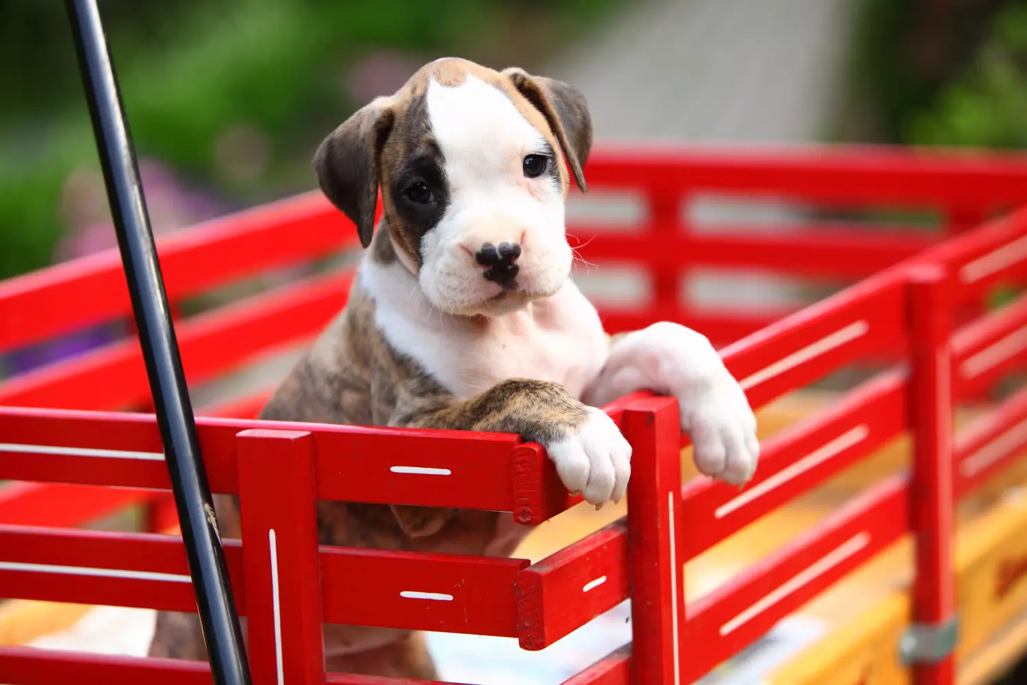 Comprar um cachorro Boxer significa assumir a responsabilidade! Comprar cachorros Boxer.