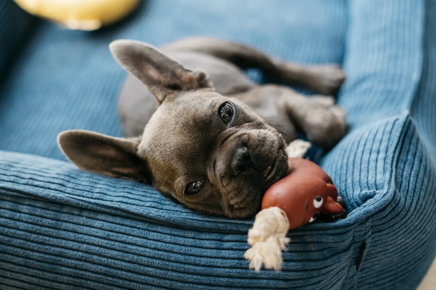 Comprar um cachorro Bulldog Francês significa assumir responsabilidades! Comprar cachorros Bulldog Francês.