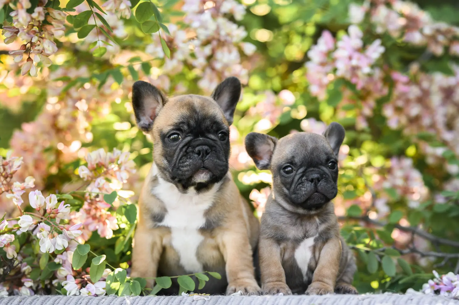 Comprar um cachorro Bulldog Francês significa assumir responsabilidades! Comprar cachorros Bulldog Francês.
