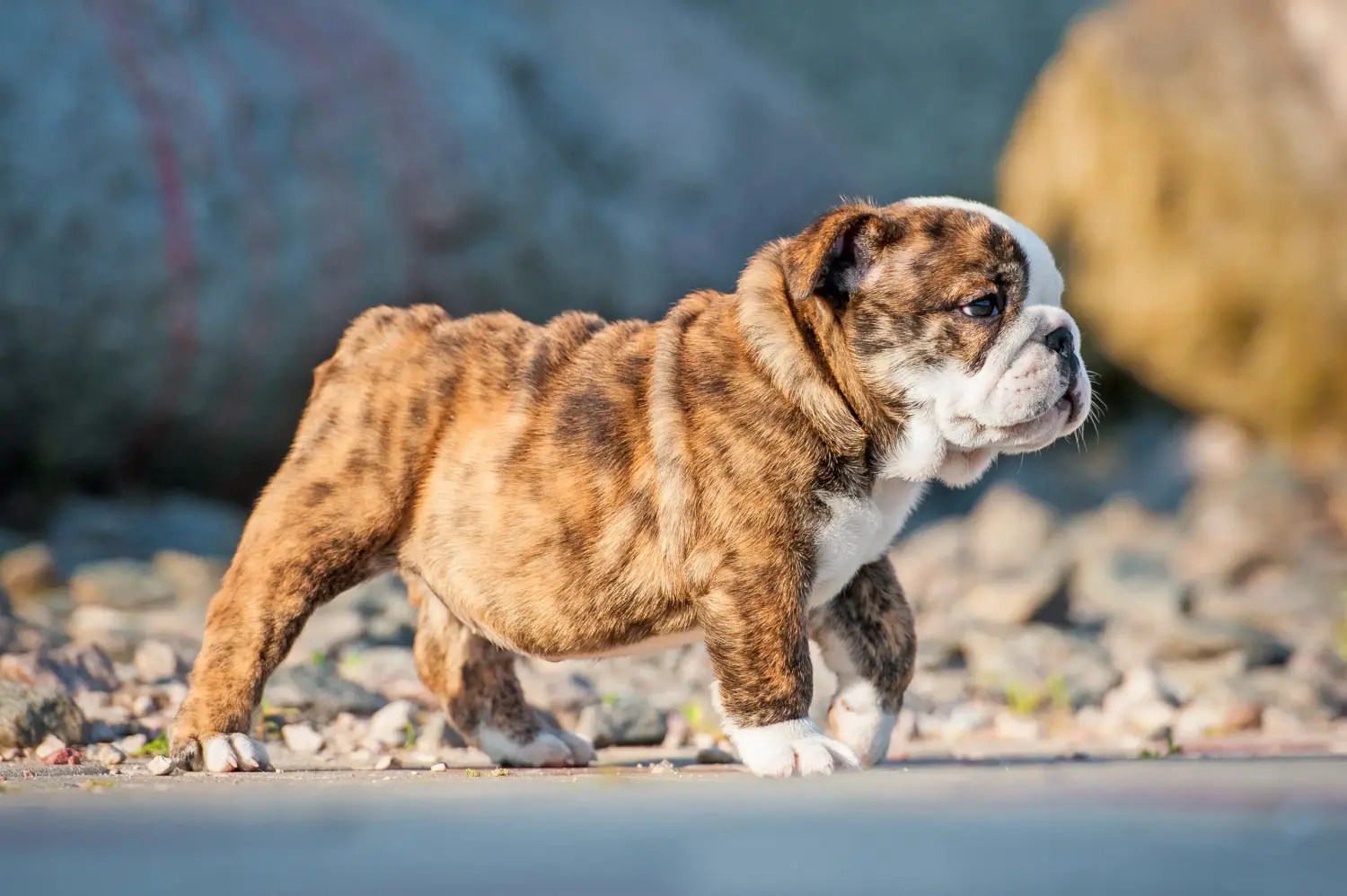 Comprar um cachorro Bulldog Inglês significa assumir responsabilidades! Comprar cachorros Bulldog Inglês.