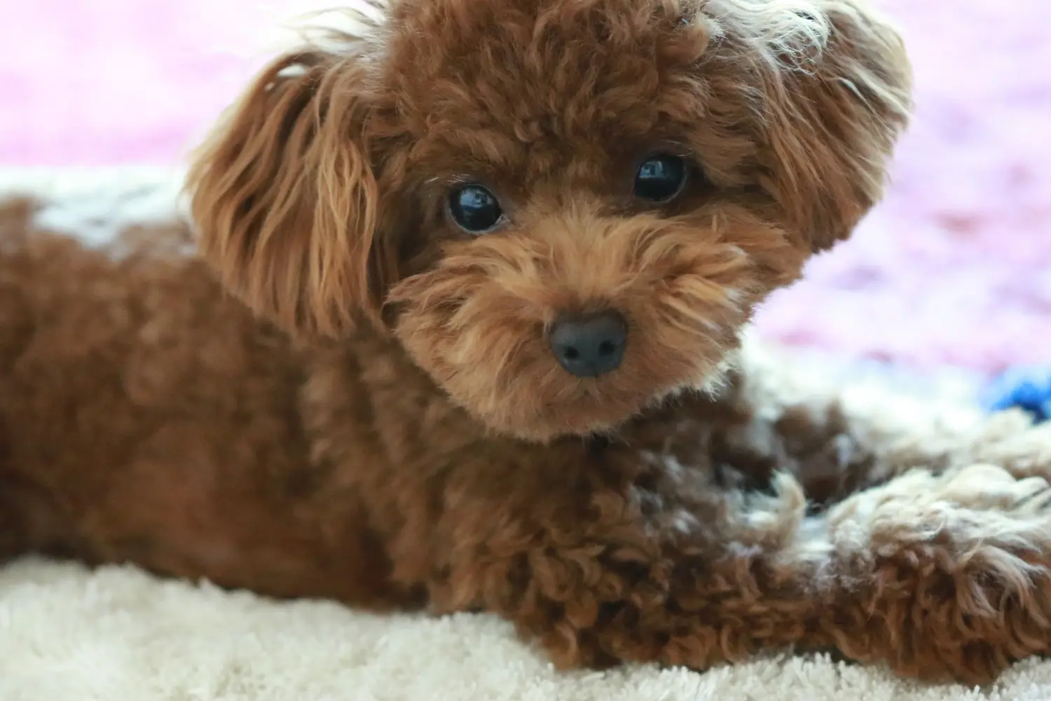 Comprar um cachorro poodle significa assumir a responsabilidade! Comprar cachorros poodle.