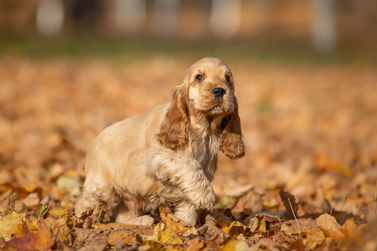 Comprar um cachorro Cocker Spaniel Inglês significa assumir responsabilidades! Comprar cachorros Cocker Spaniel inglês.