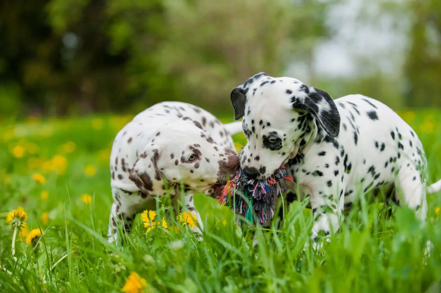 Comprar um cachorro dálmata significa assumir responsabilidades! Comprar cachorros dálmatas.