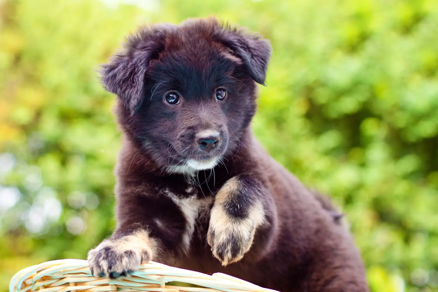 Comprar um cachorro islandês significa assumir a responsabilidade! Comprar cachorros de cão islandês.