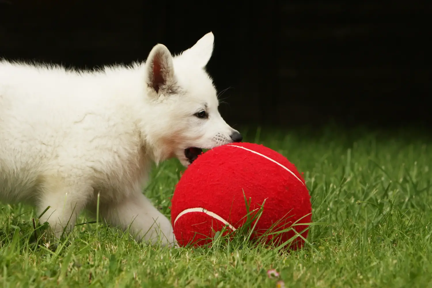 Comprar um cachorro de Pastor Suíço Branco significa assumir a responsabilidade! Comprar cachorros de pastor suíço branco.