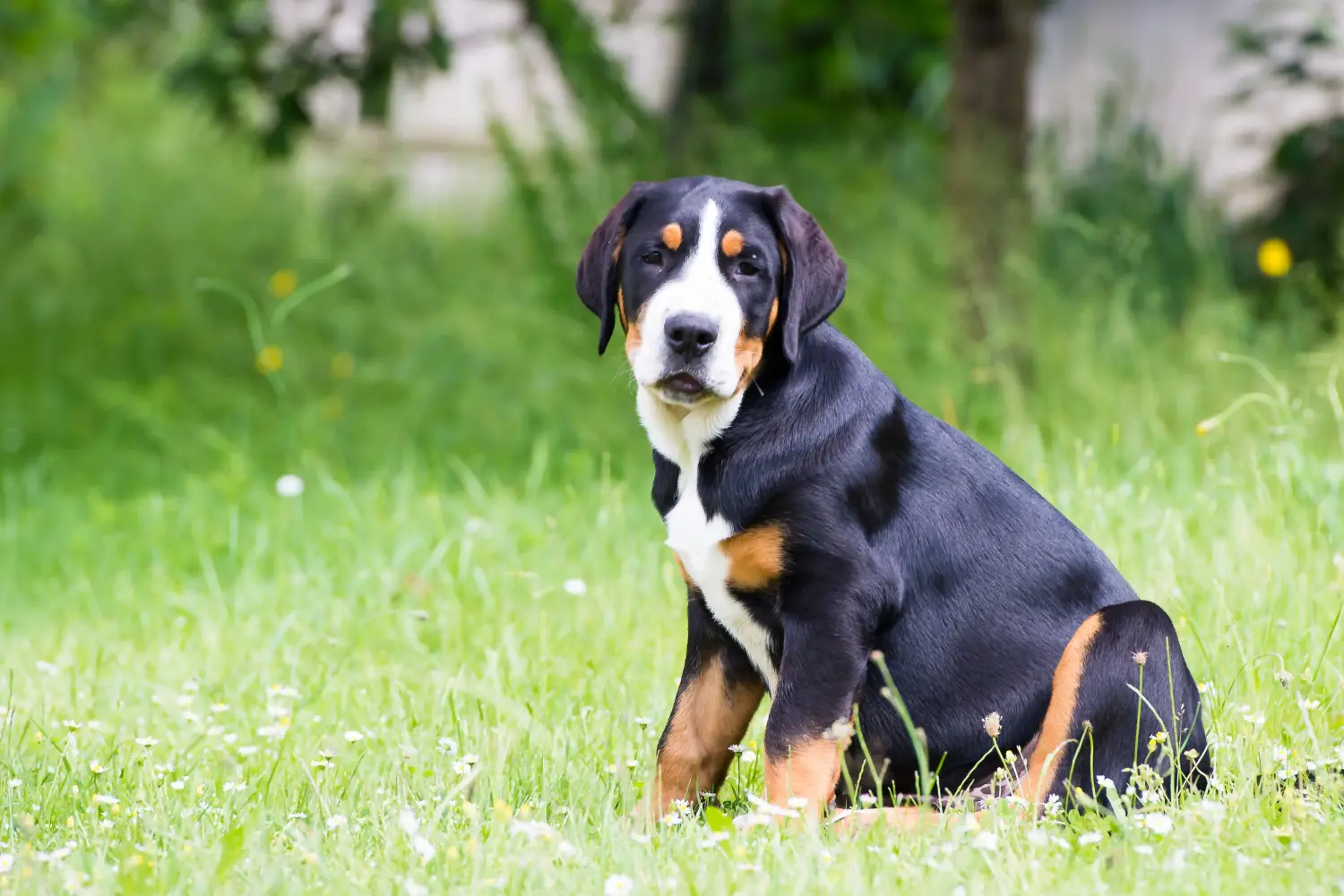 Comprar um cachorro da raça Grande Cão de Montanha Suíço significa assumir a responsabilidade! Comprar cachorros do Grande Cão das Montanhas Suíças.