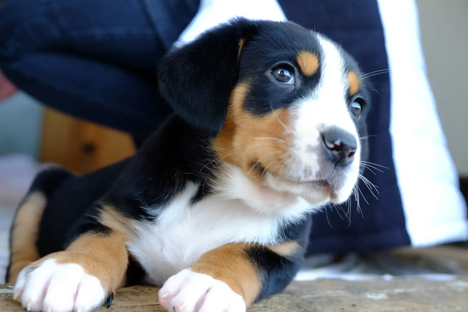 Comprar um cachorro da raça Grande Cão de Montanha Suíço significa assumir a responsabilidade! Comprar cachorros do Grande Cão das Montanhas Suíças.