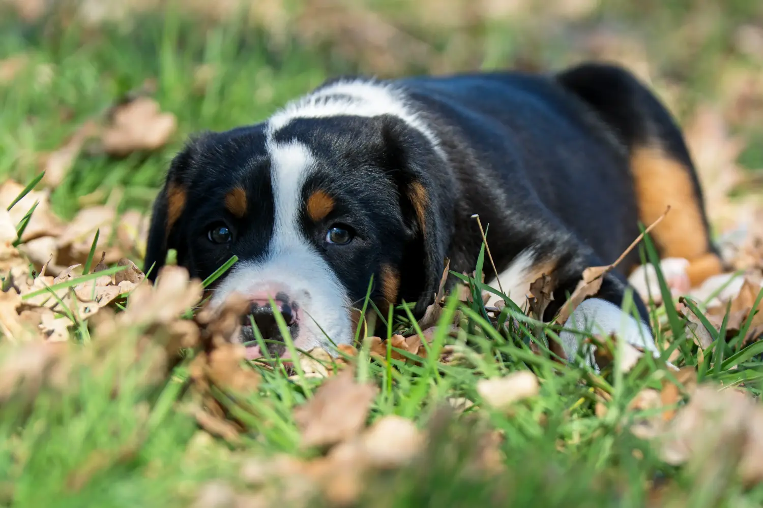 Comprar um cachorro da raça Grande Cão de Montanha Suíço significa assumir a responsabilidade! Comprar cachorros do Grande Cão das Montanhas Suíças.
