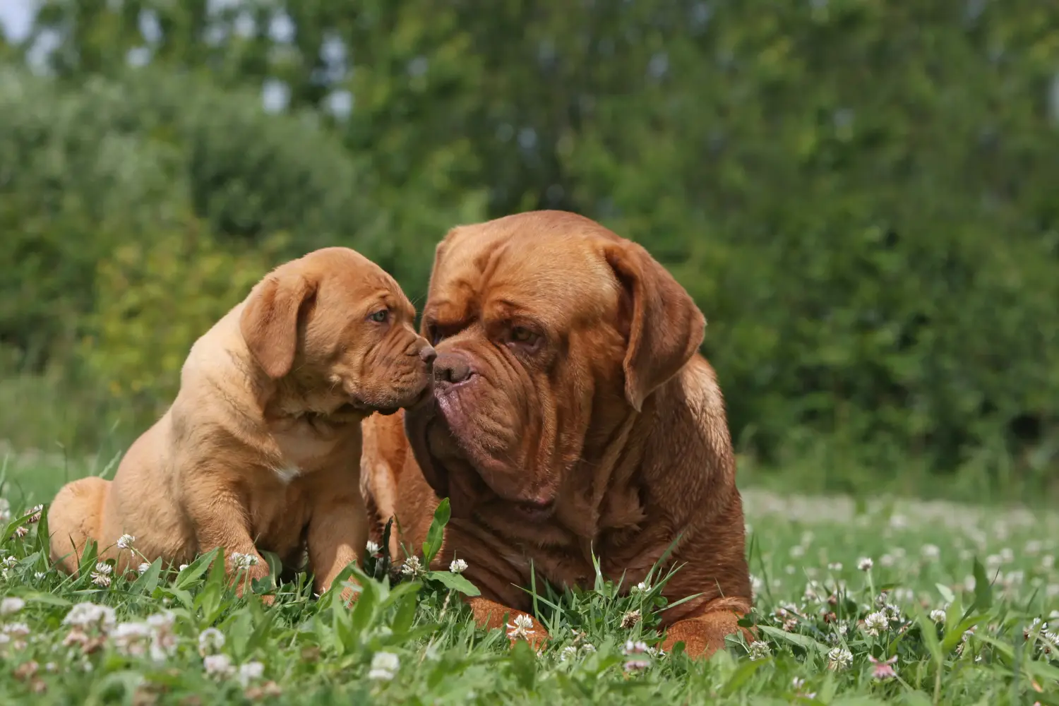 Comprar um cachorro Dogue de Bordeaux significa assumir a responsabilidade! Comprar cachorros Dogue de Bordeaux.