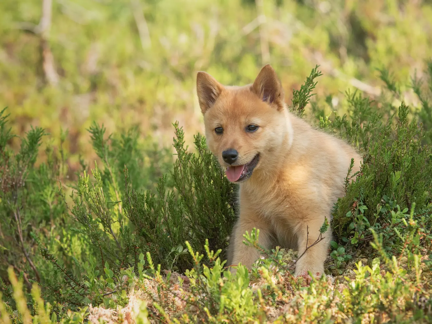 Comprar um cachorro da raça Finnspitz significa assumir a responsabilidade! Comprar cachorros Finnspitz.