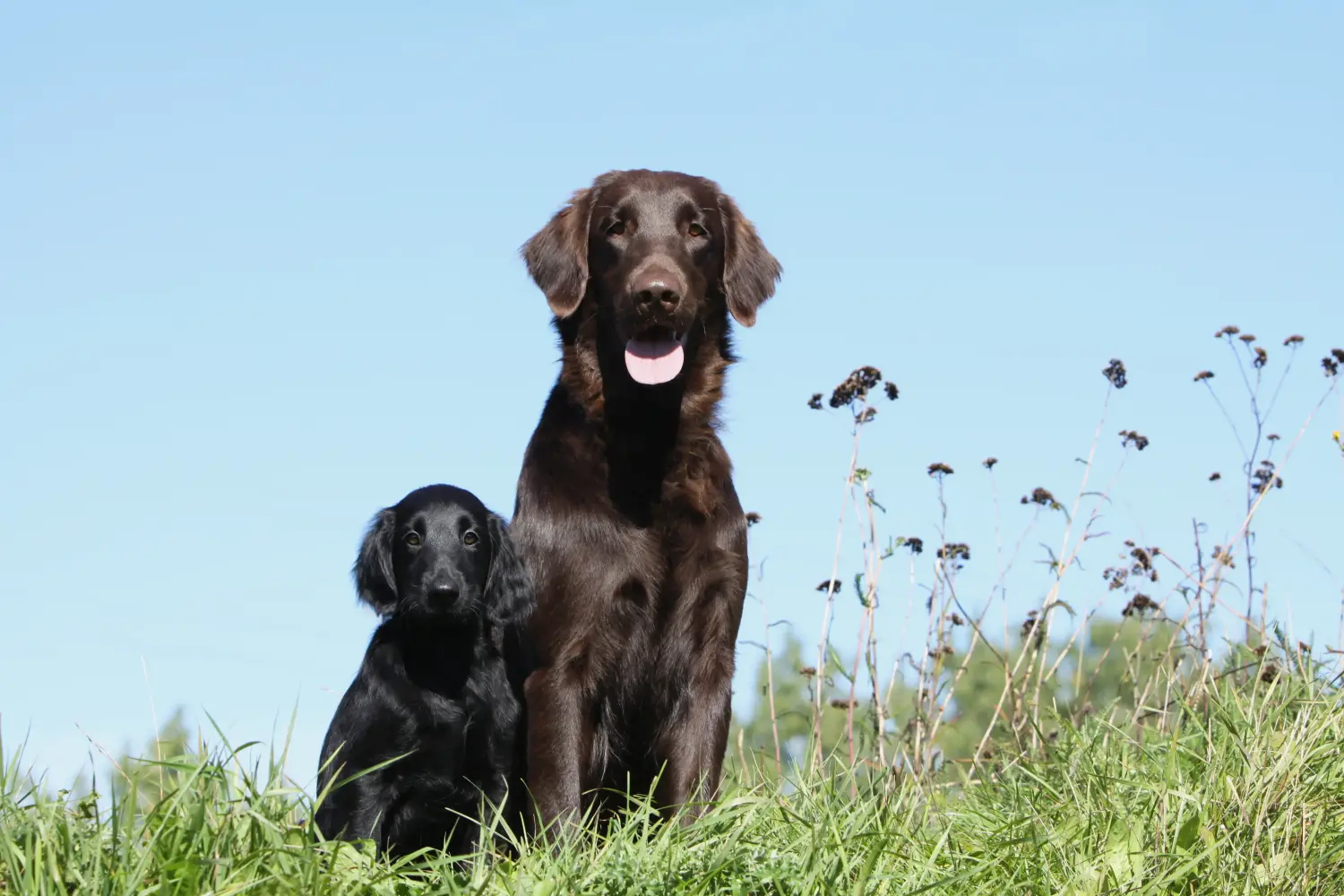Comprar um cachorro Flat Coated Retriever significa assumir a responsabilidade! Comprar cachorros Flat Coated Retriever.