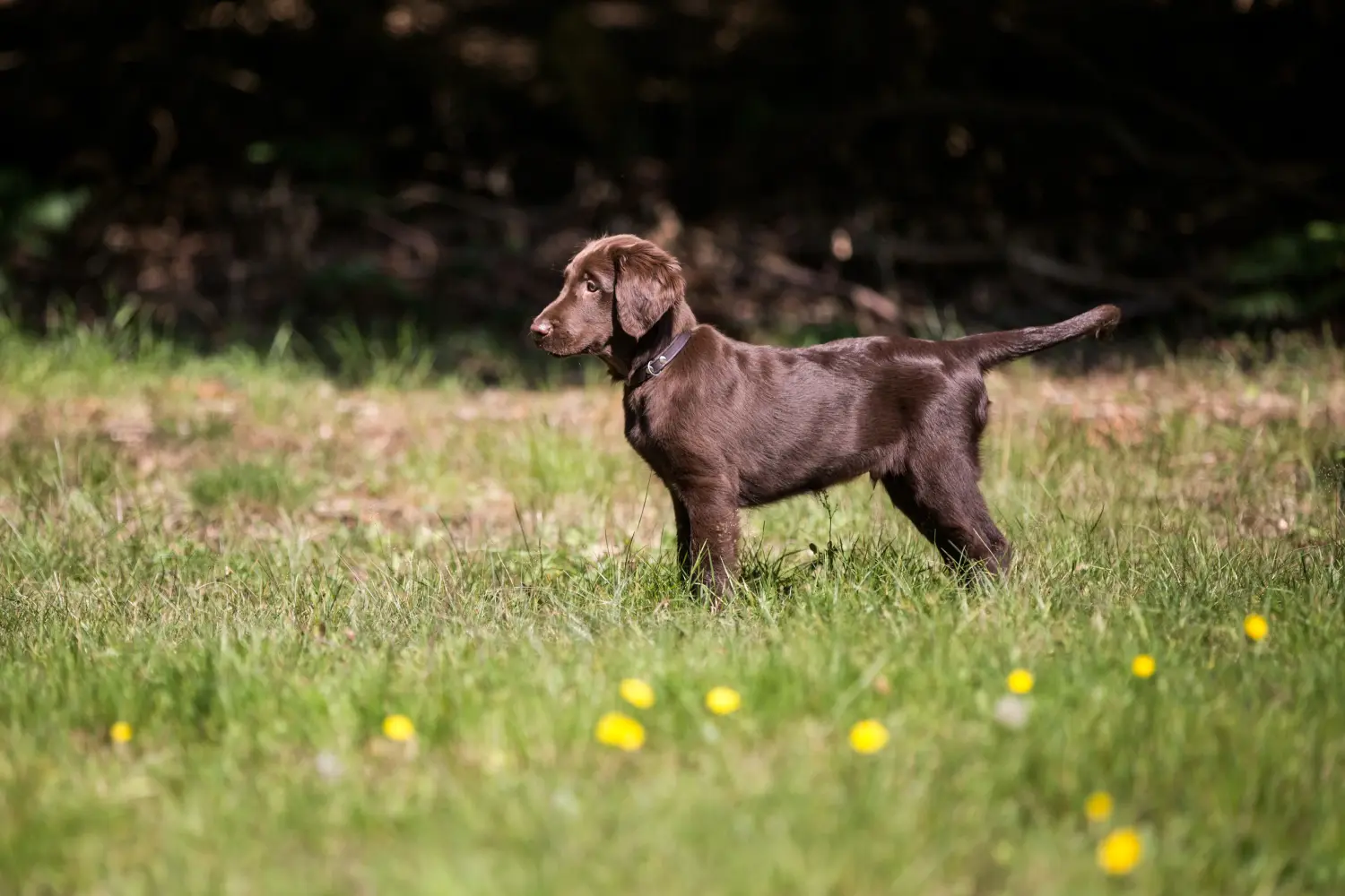 Comprar um cachorro Flat Coated Retriever significa assumir a responsabilidade! Comprar cachorros Flat Coated Retriever.