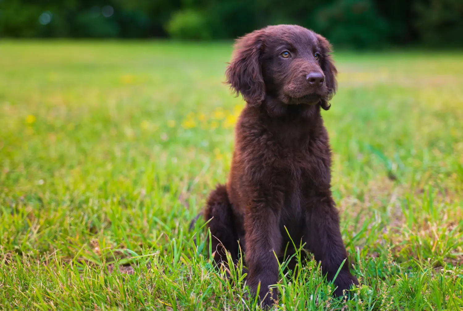 Comprar um cachorro Flat Coated Retriever significa assumir a responsabilidade! Comprar cachorros Flat Coated Retriever.