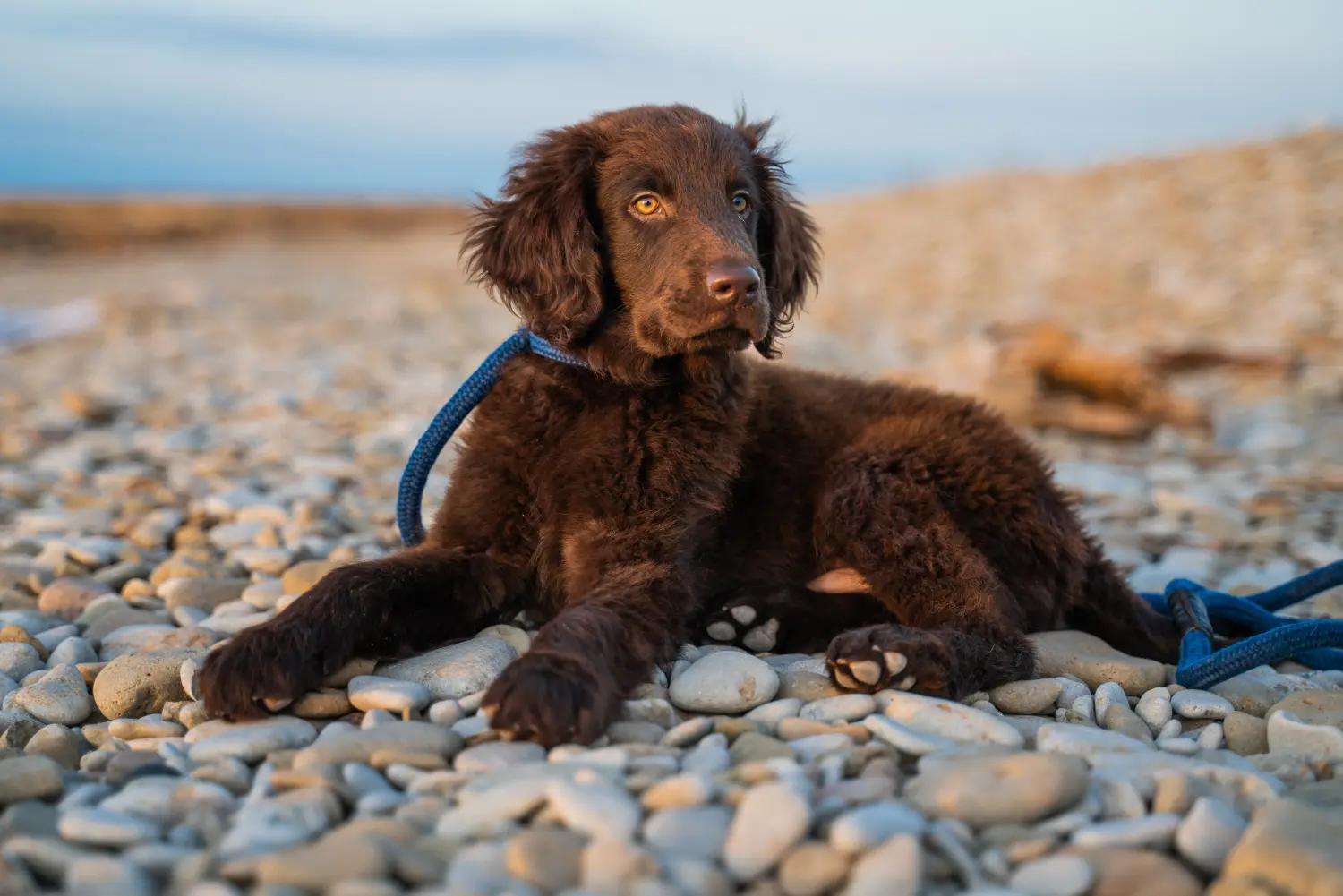 Comprar um cachorro Flat Coated Retriever significa assumir a responsabilidade! Comprar cachorros Flat Coated Retriever.