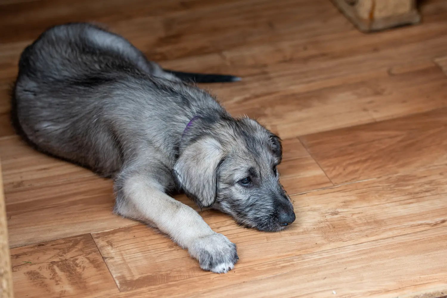Comprar um cachorro Irish Wolfhound significa assumir responsabilidades! Comprar cachorros de Irish Wolfhound.