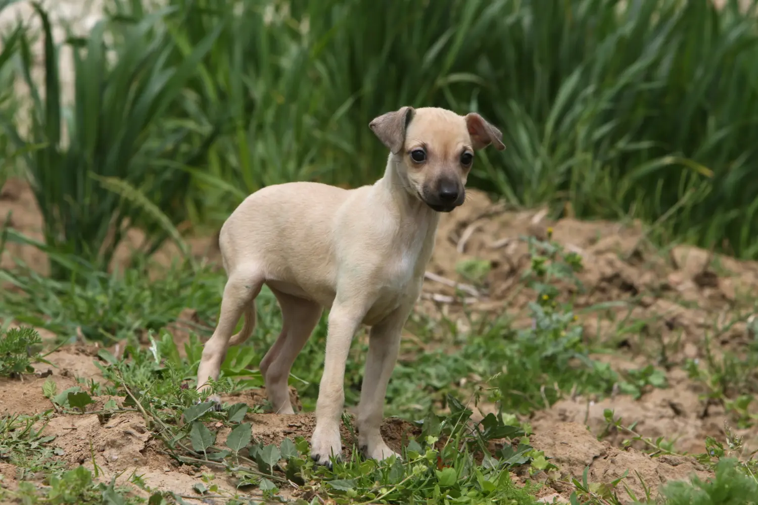 Comprar um cachorro galgo italiano significa assumir a responsabilidade! Comprar cachorros italianos para carrilhão de vento.