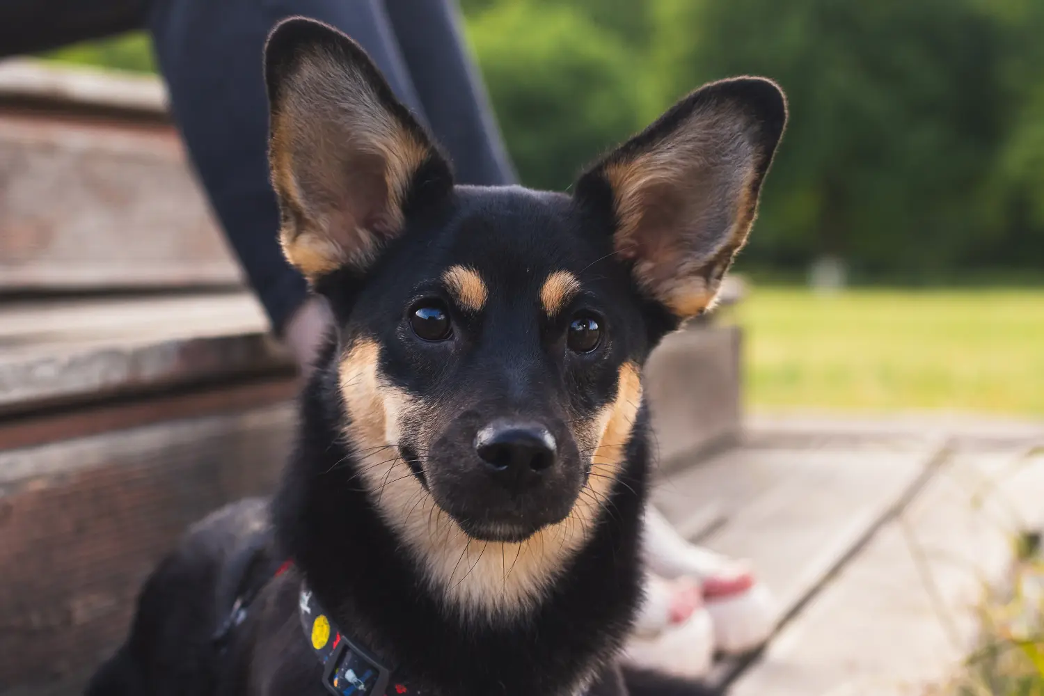 Comprar um cachorro Kelpie Australiano significa assumir a responsabilidade! Comprar cachorros Kelpie australianos.
