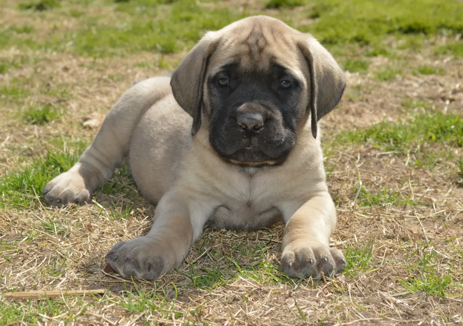 Comprar um cachorro da raça Mastim significa assumir responsabilidades! Comprar cachorros Mastiff.