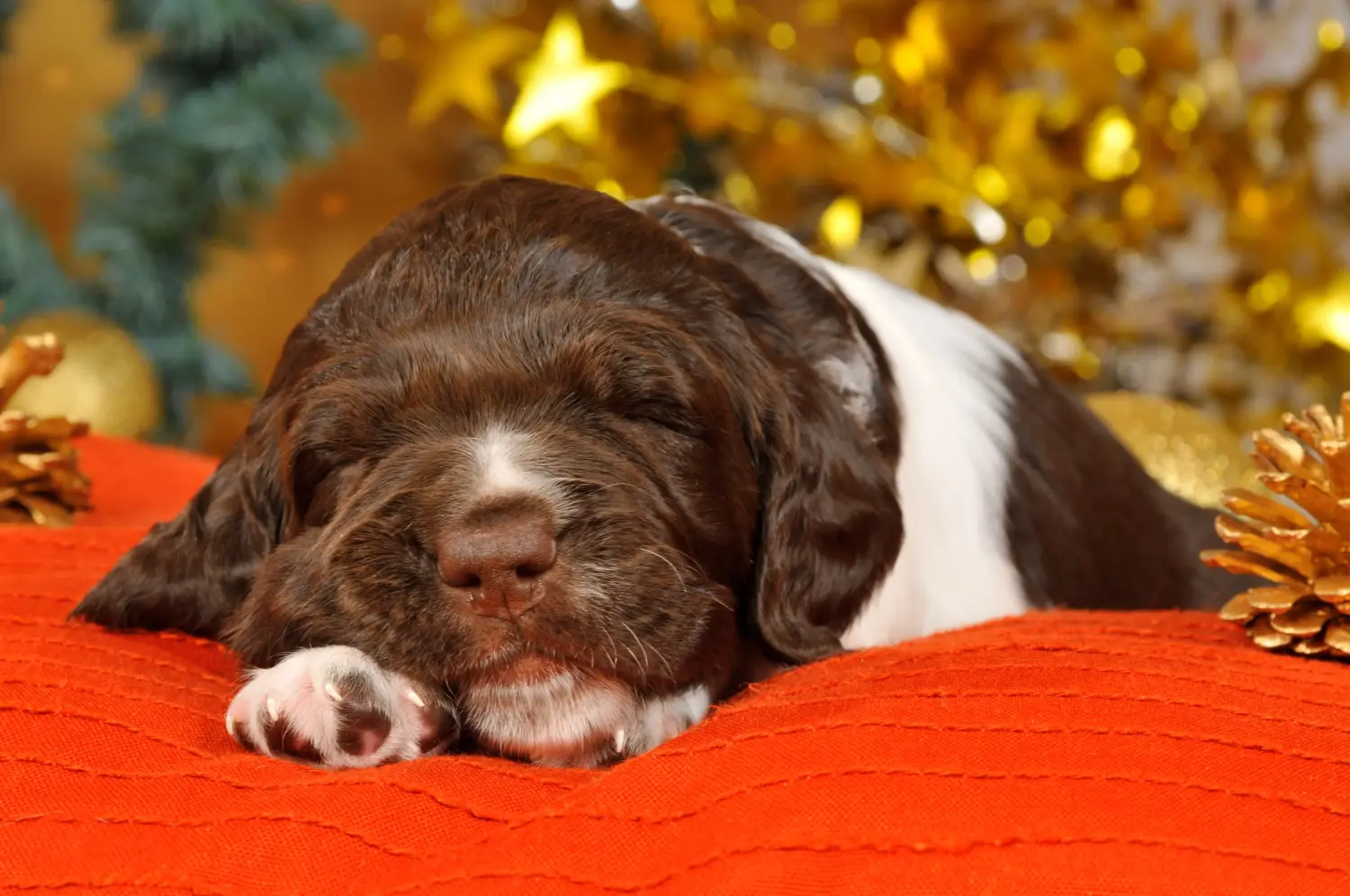 Comprar um cachorro Kleiner Münsterländer significa assumir a responsabilidade! Comprar cachorros Münsterländer de pequeno porte.
