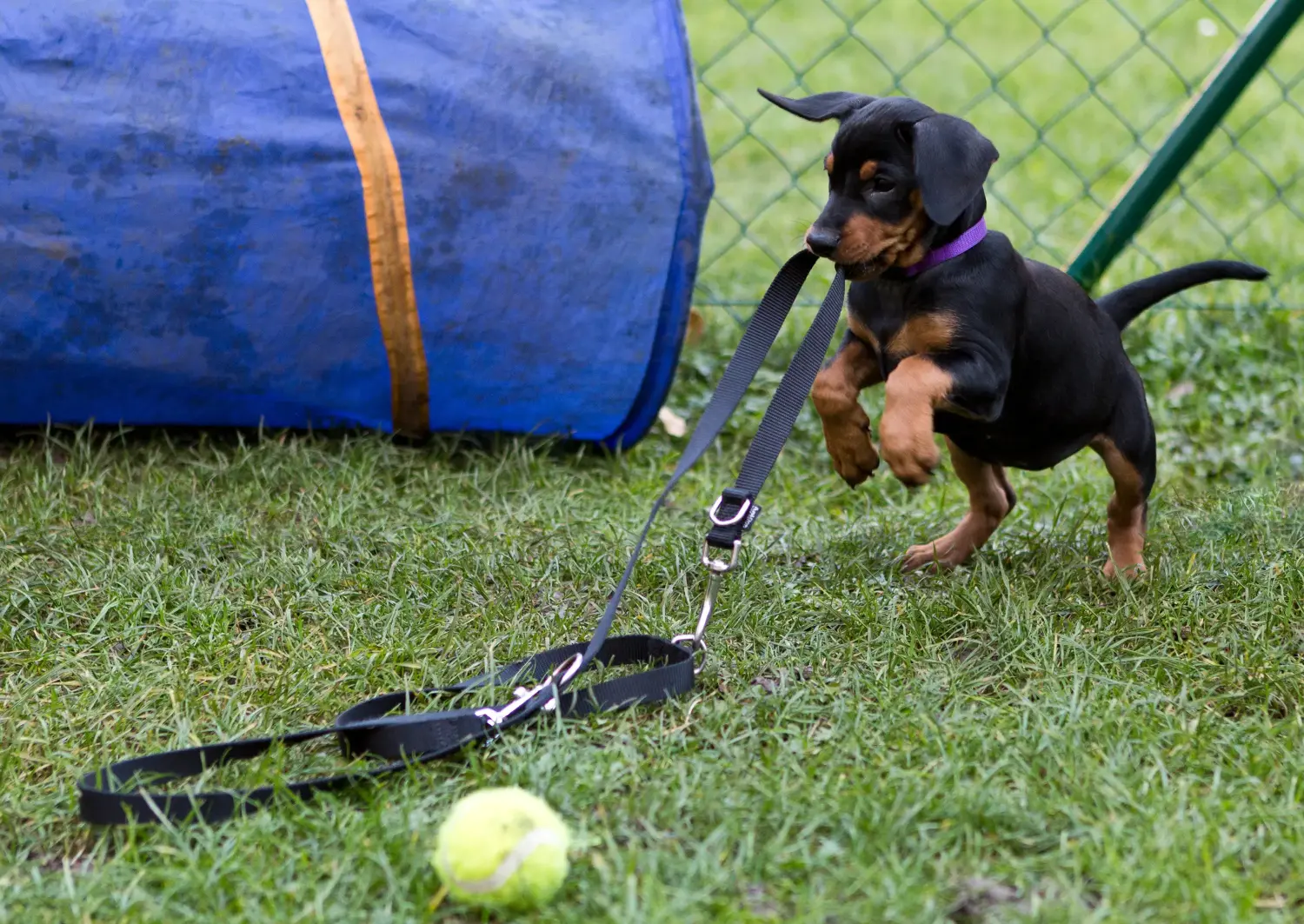 Comprar um cachorro Pinscher Alemão significa assumir responsabilidades! Comprar cachorros Pinscher alemão.
