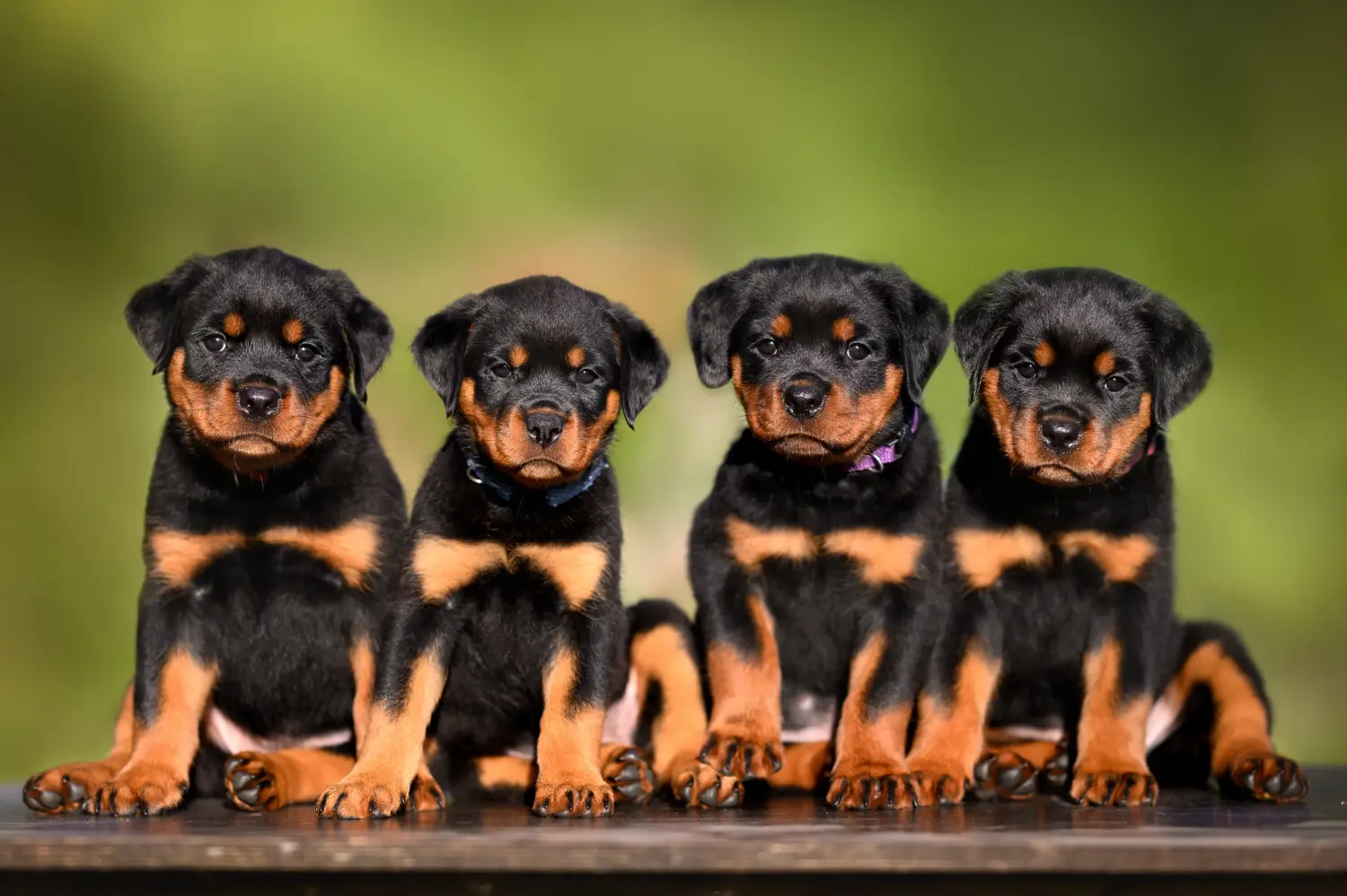 Comprar um cachorro Rottweiler significa assumir a responsabilidade! Comprar cachorros Rottweiler.