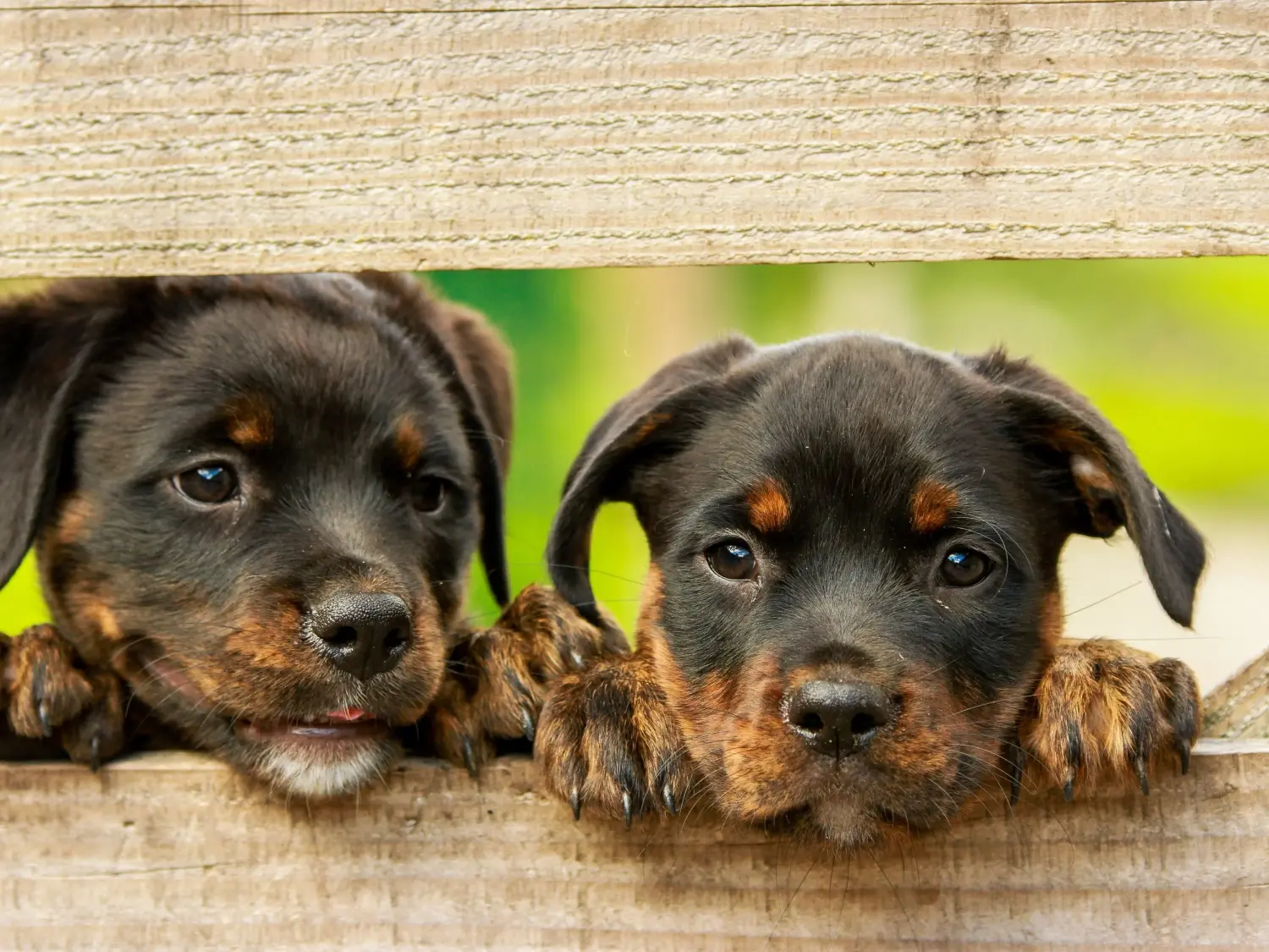 Comprar um cachorro Rottweiler significa assumir a responsabilidade! Comprar cachorros Rottweiler.