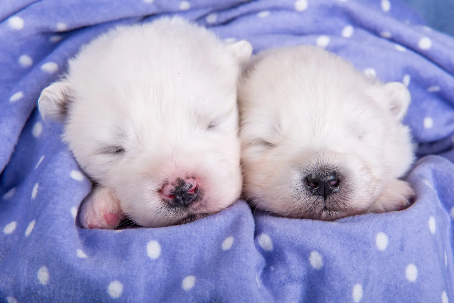 Comprar um cachorro Samoieda significa assumir responsabilidades! Comprar cachorros Samoieda.