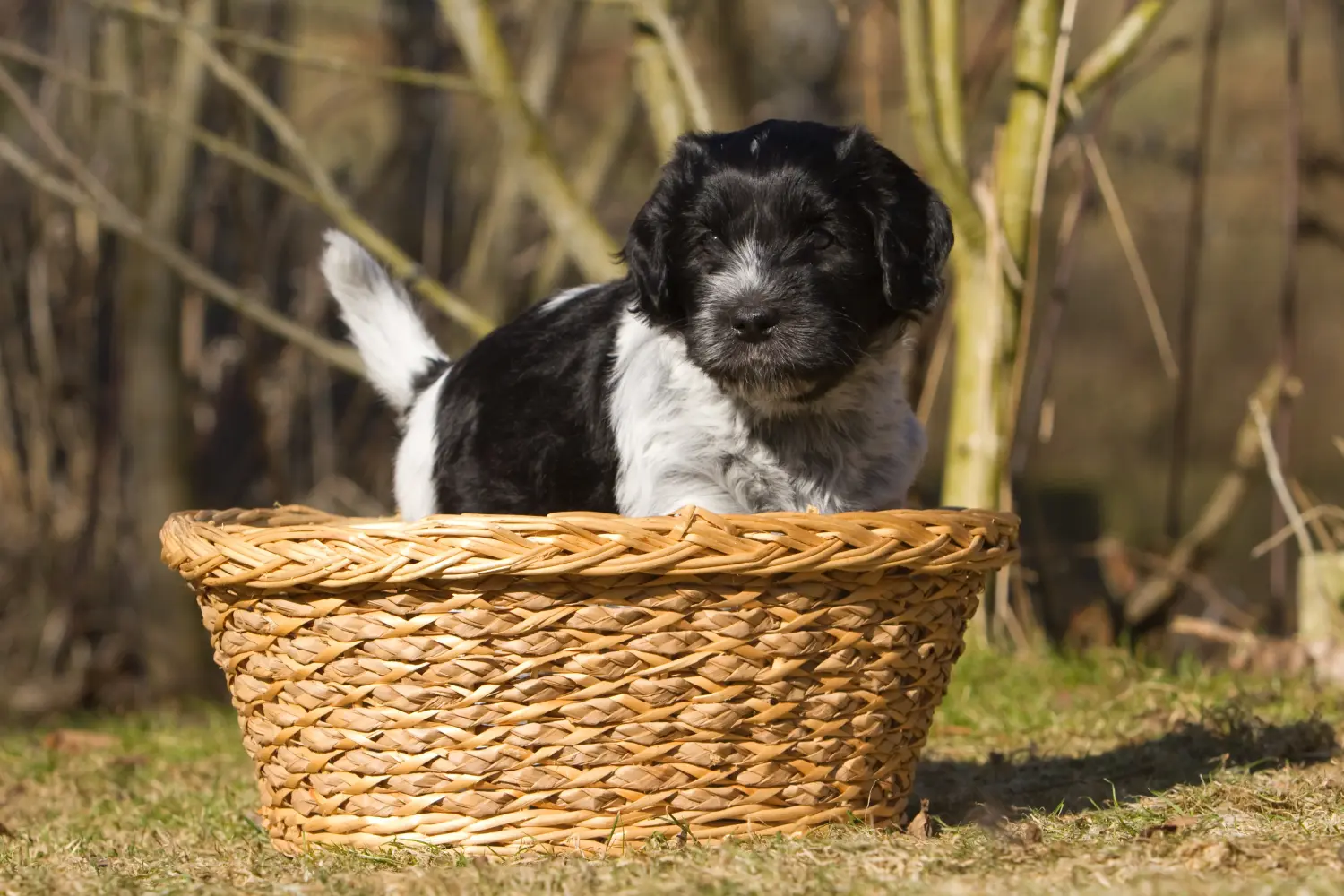 Comprar um cachorro Schapendoes significa assumir a responsabilidade! Comprar cachorros Schapendoes.