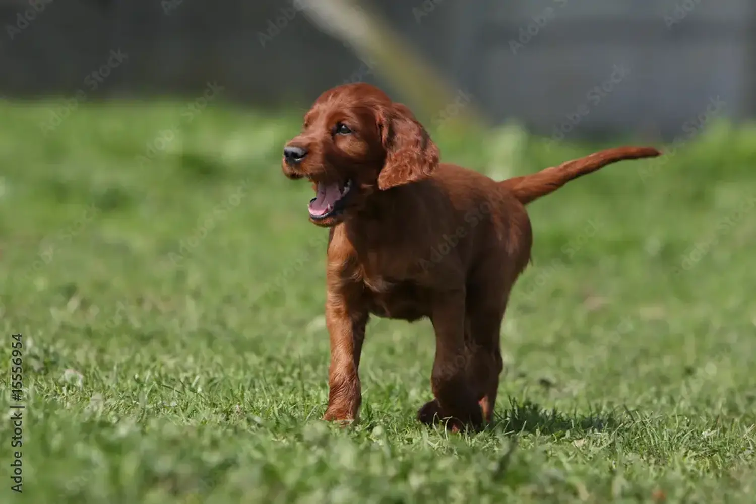 Comprar um cachorro Setter Vermelho Irlandês significa assumir responsabilidades! Comprar cachorros Setter Vermelho Irlandês.