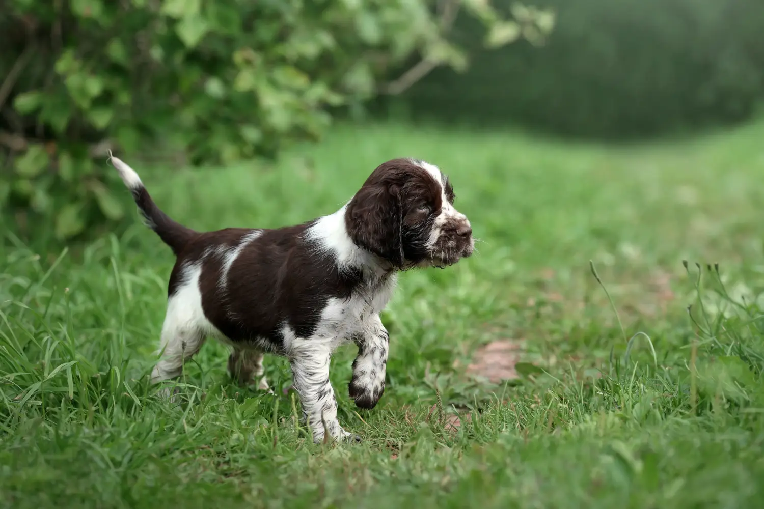 Comprar um cachorro Springer Spaniel Inglês significa assumir responsabilidades! Comprar cachorros Springer Spaniel inglês.