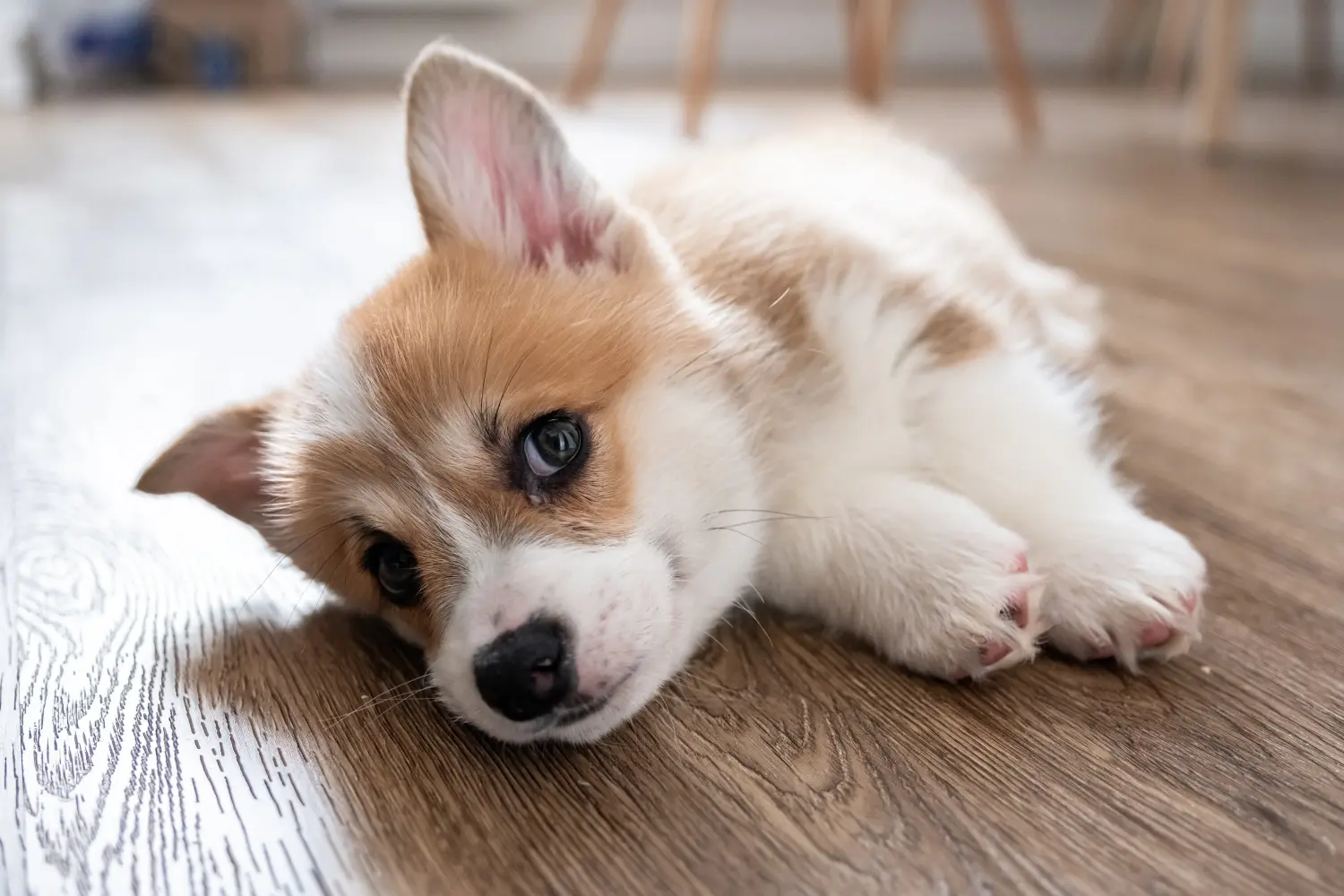 Comprar um cachorro Corgi de Gales significa assumir responsabilidades! Comprar cachorros Welsh Corgi.