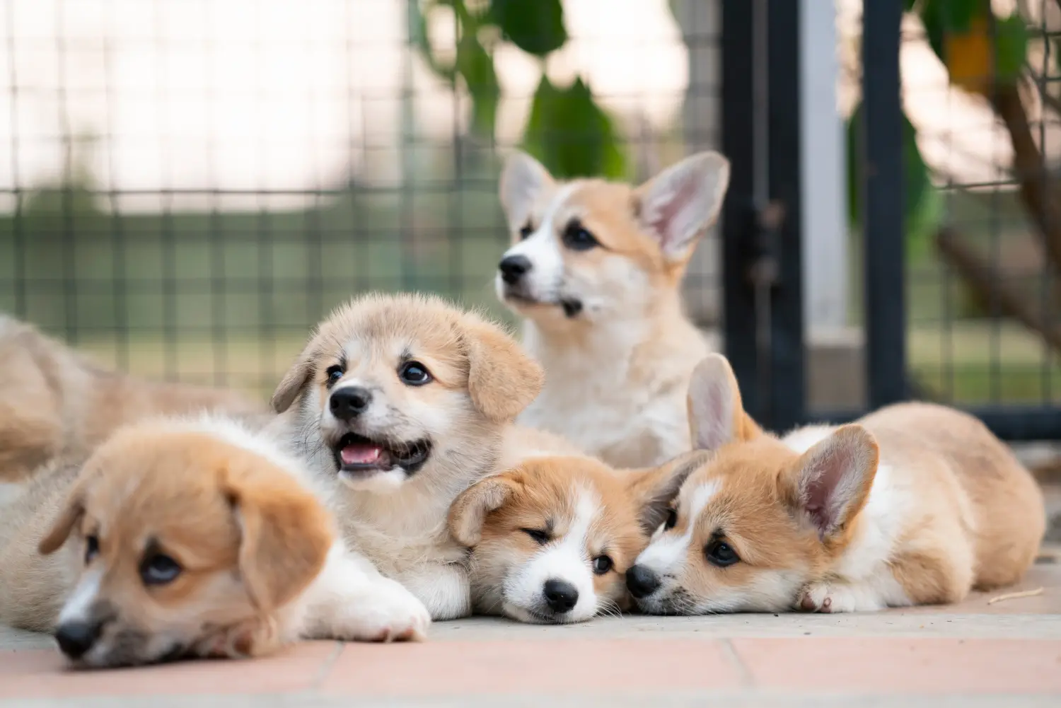 Comprar um cachorro Corgi de Gales significa assumir responsabilidades! Comprar cachorros Welsh Corgi.