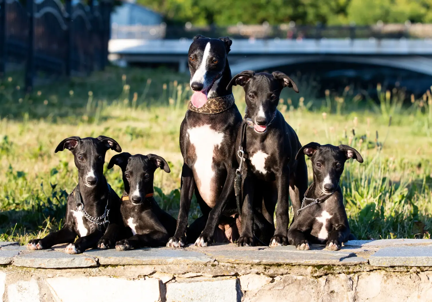 Comprar um cachorro Whippet significa assumir responsabilidades! Comprar cachorros Whippet.
