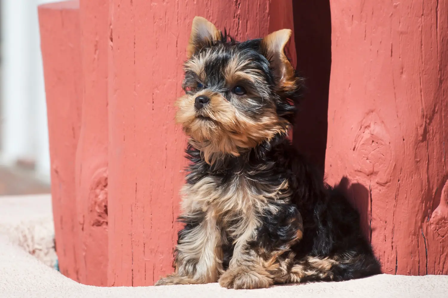 Comprar um cachorro Yorkshire Terrier significa assumir responsabilidades! Comprar cachorros Yorkshire Terrier.