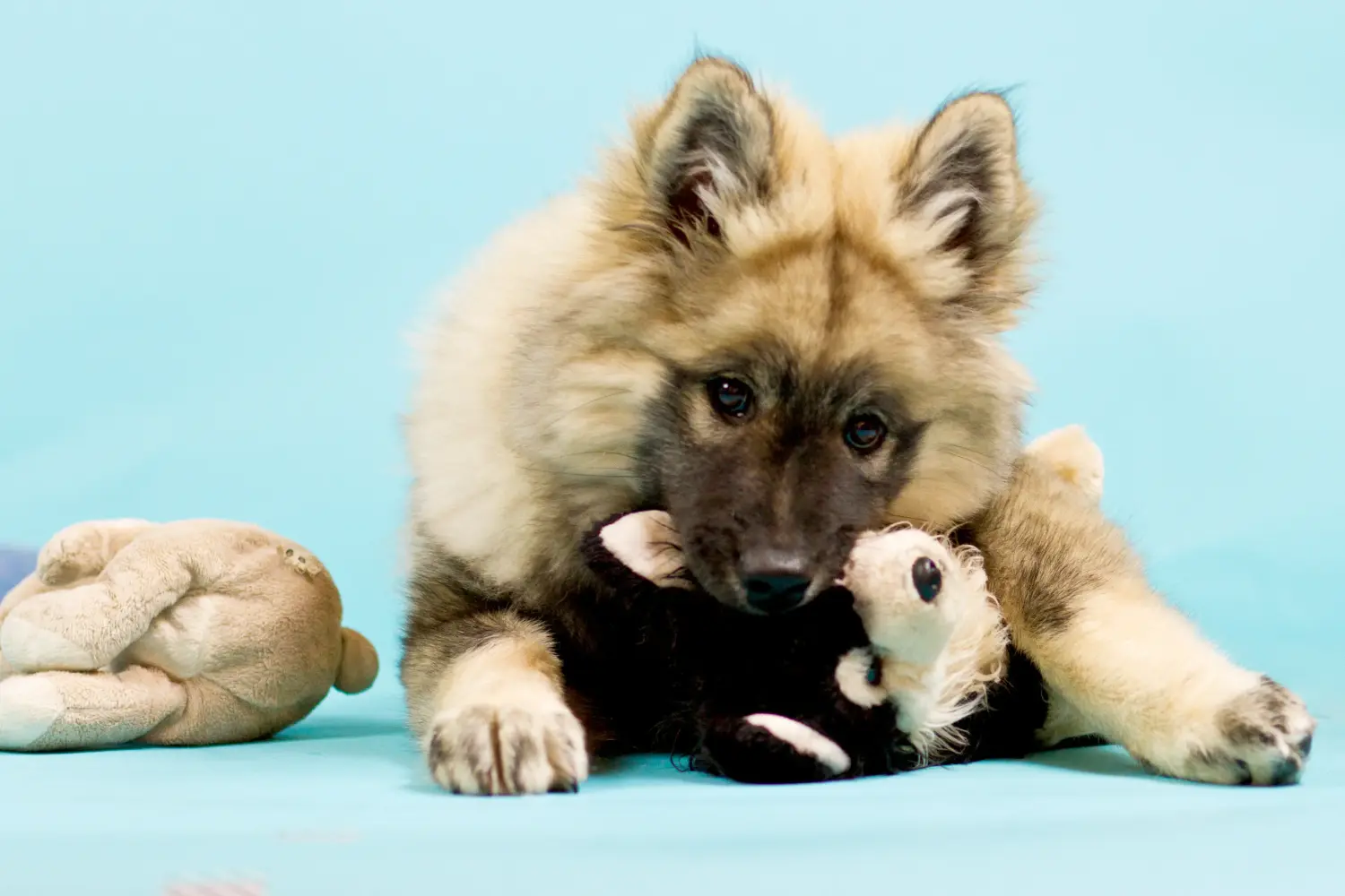 Comprar um cachorro Eurasier significa assumir a responsabilidade! Comprar cachorros Eurasier.
