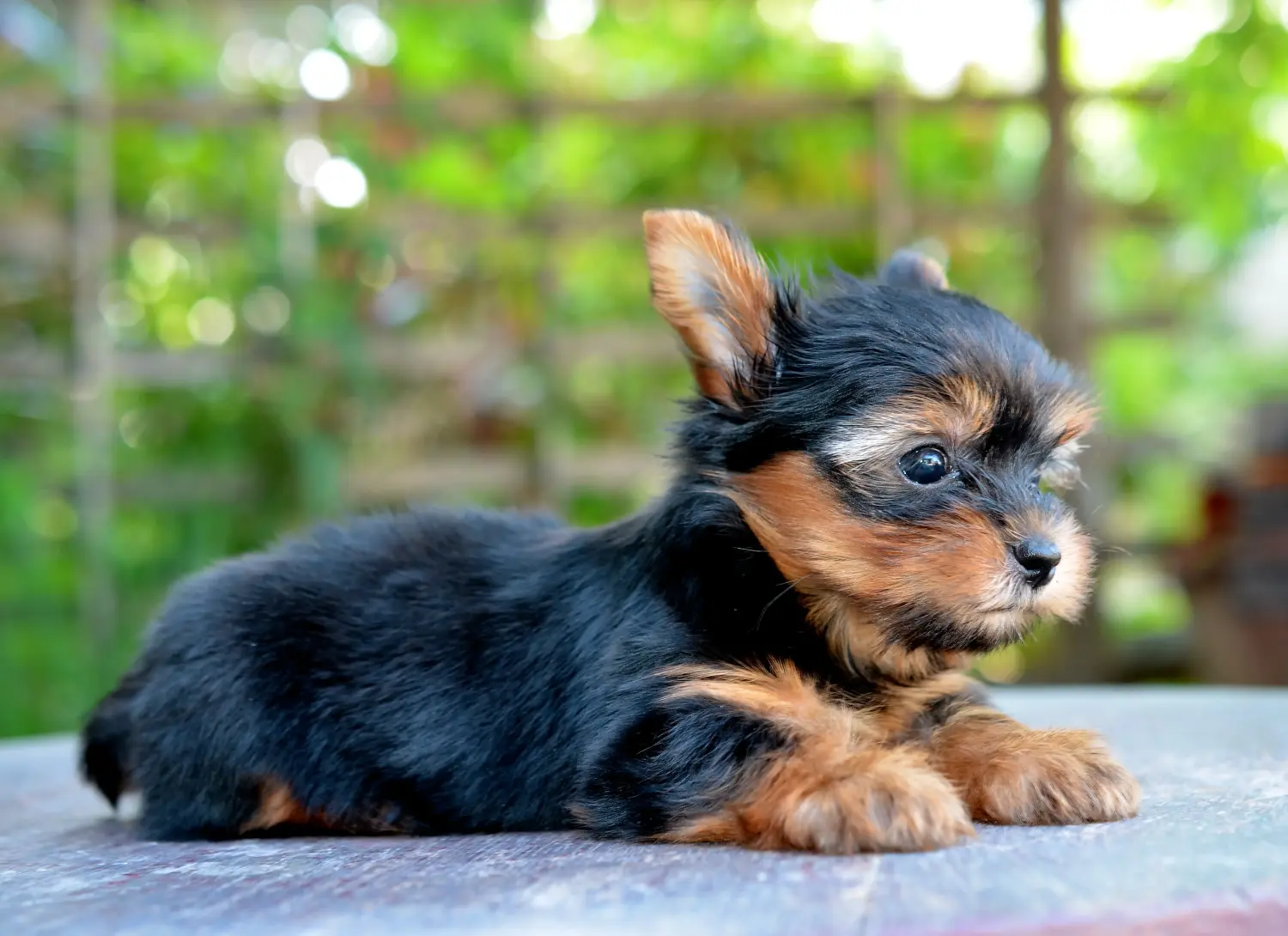 Comprar um cachorro Yorkshire Terrier significa assumir responsabilidades! Comprar cachorros Yorkshire Terrier.