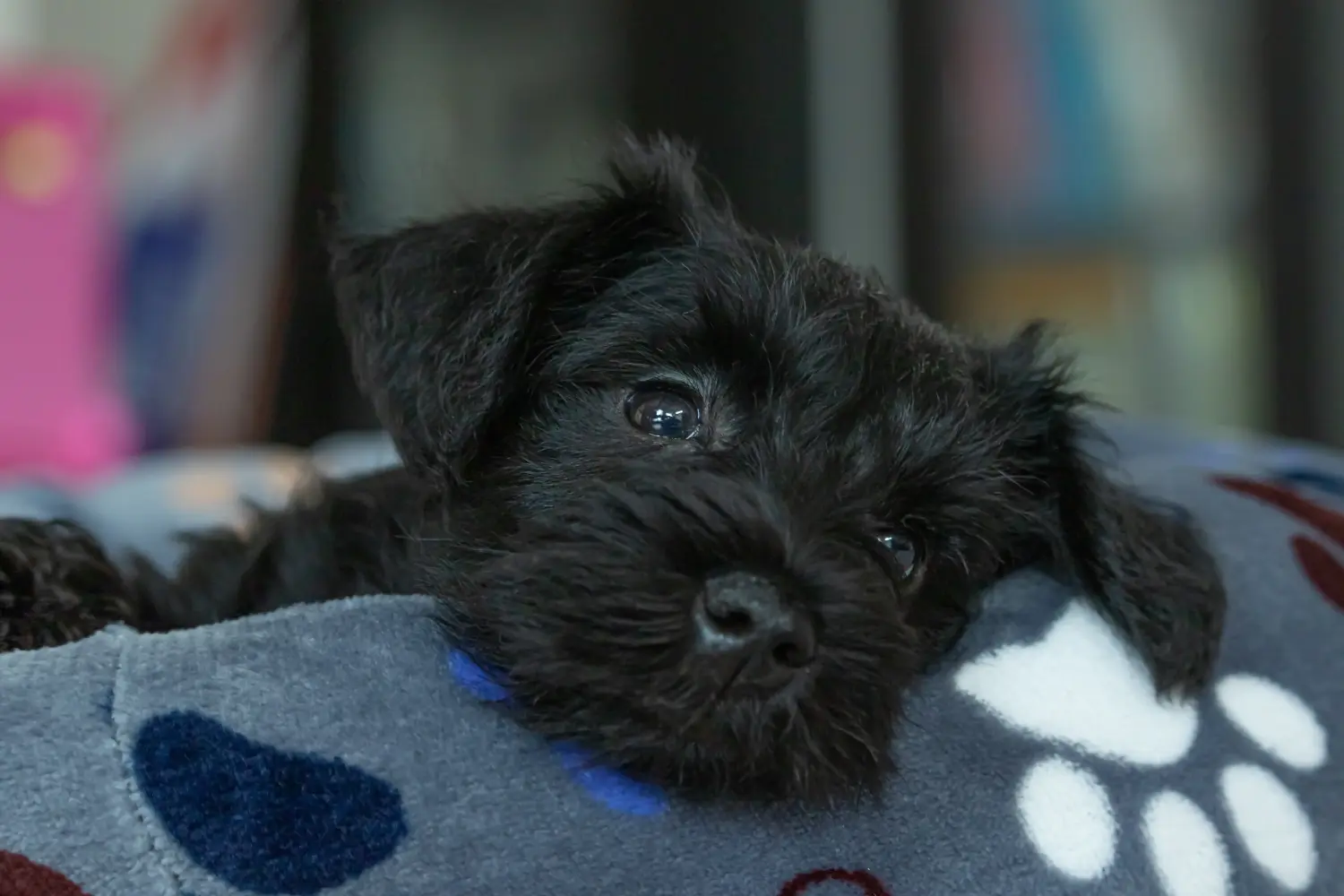 Comprar um cachorro Schnauzer significa assumir responsabilidades! Comprar cachorros Schnauzer.