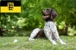 Read more about the article Pequeno Münsterländer criador e cachorros em Baden-Württemberg