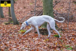 Read more about the article Chart Polski criadores e cachorros em Baden-Württemberg