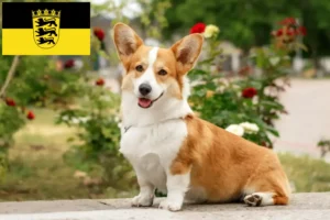 Read more about the article Criadores de Welsh Corgi e cachorros em Baden-Württemberg