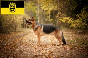 Read more about the article Criadores de cães de pastor e cachorros em Baden-Württemberg