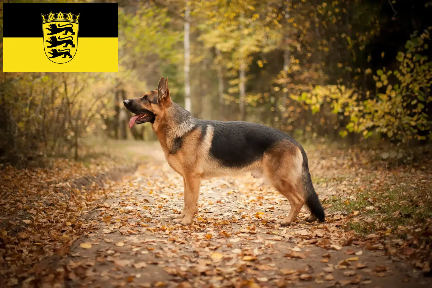 Cachorros e criadores de cães de pastor Baden-Württemberg Aqui pode encontrar criadores de cães de pastor alemão em Baden-Württemberg.