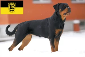 Read more about the article Criadores de Rottweiler e cachorros em Baden-Württemberg