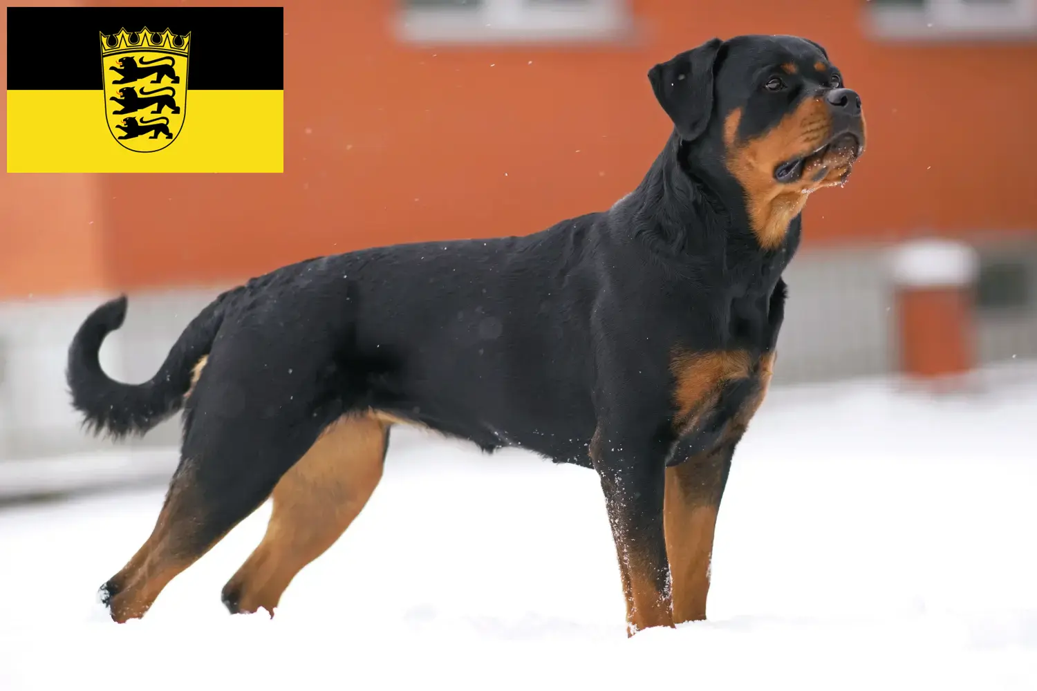 Cachorros e criadores de Rottweiler Baden-Württemberg Aqui pode encontrar criadores de Rottweiler em Baden-Württemberg.
