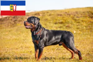 Read more about the article Criadores de Rottweiler e cachorros em Schleswig-Holstein