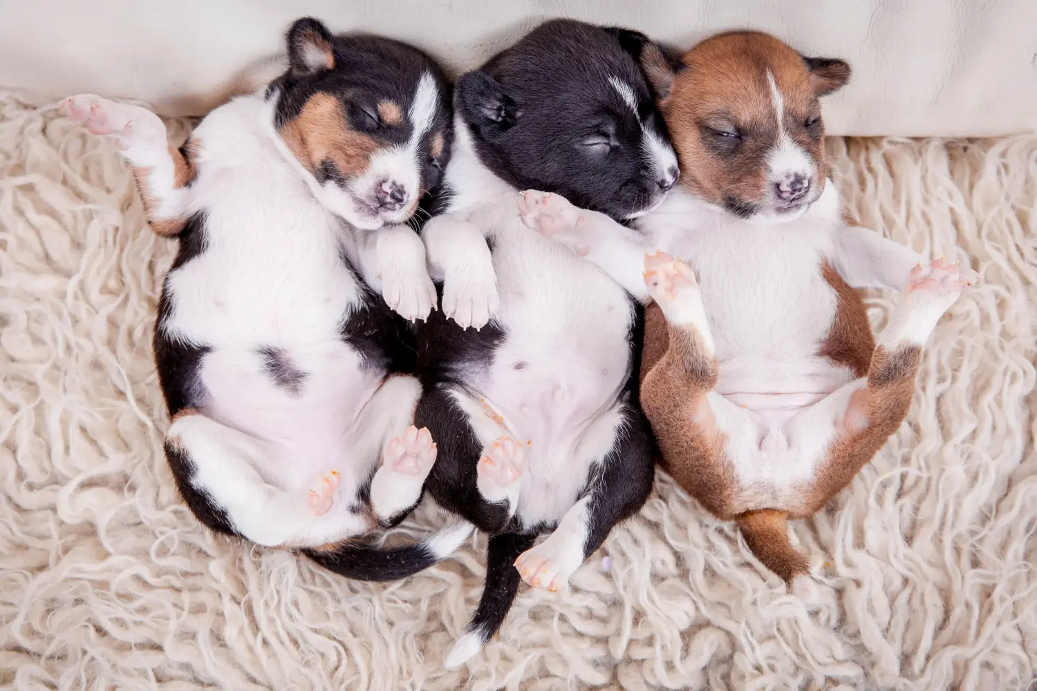 Comprar um cachorro Basenji significa assumir responsabilidades! Comprar cachorros Basenji.