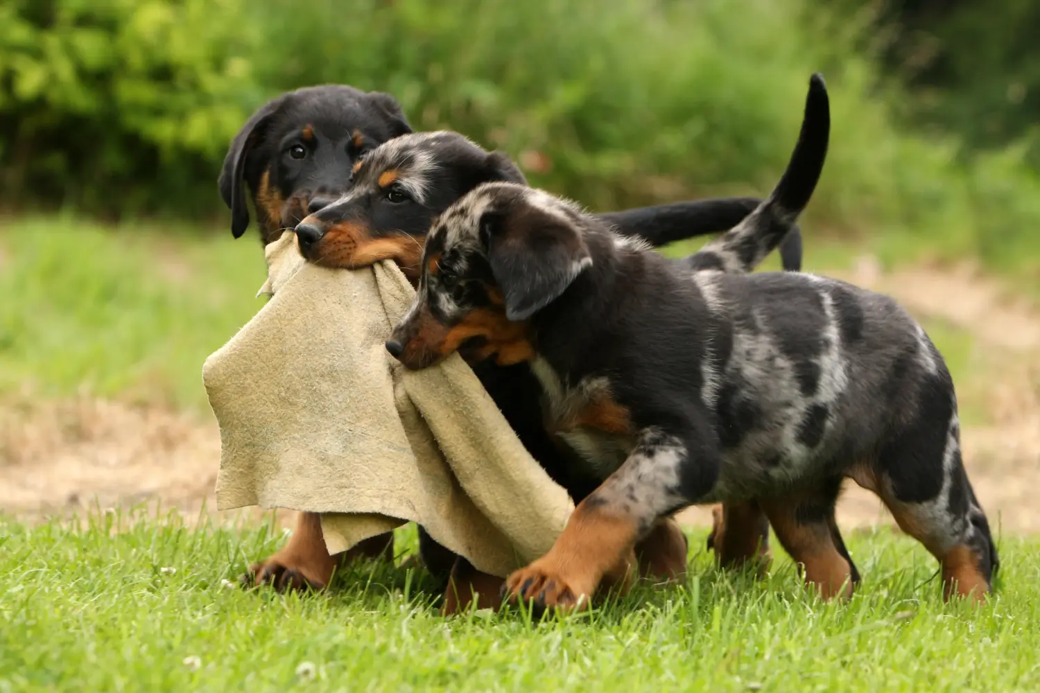 Comprar um cachorro Beauceron significa assumir responsabilidades! Comprar cachorros Beauceron.