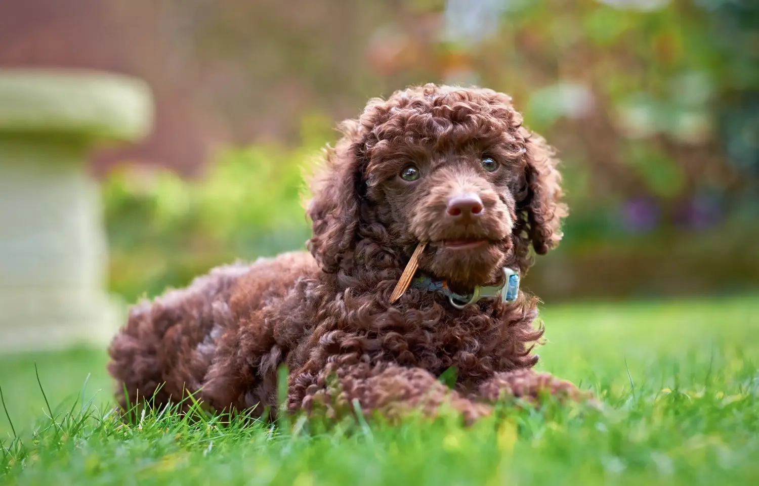 Comprar um cachorro poodle significa assumir a responsabilidade! Comprar cachorros poodle.