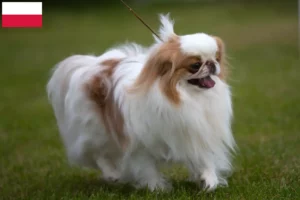 Read more about the article Japão Chin criadores e cachorros na Polónia